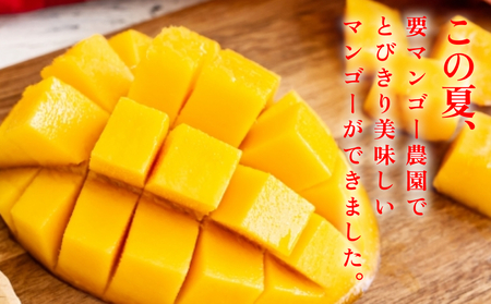 要マンゴー農園の完熟アップルマンゴー　2kg　4玉～6玉【2027年発送】