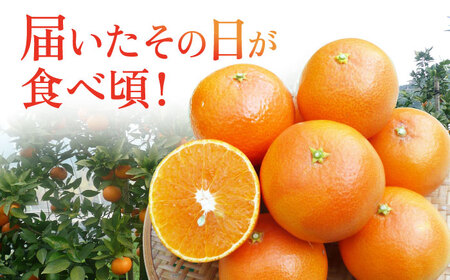 【2027年2月先行予約】天草 約3kg[ECL002] みかん