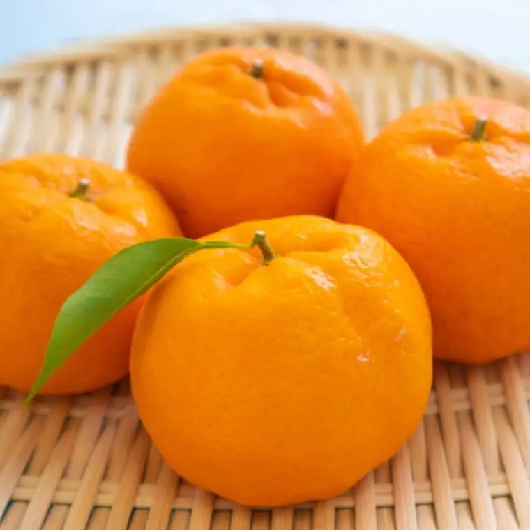 和歌山産ポンカン約5kg（サイズ混合・秀優品） ※2027年2月上旬～2027年3月上旬頃に順次発送予定【tec942A】