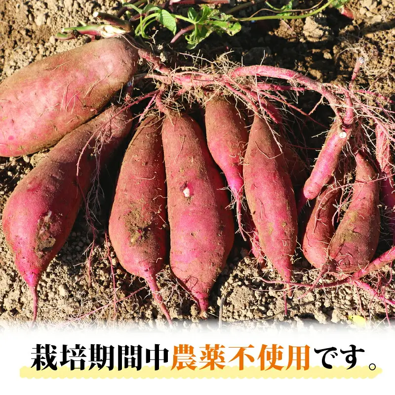 訳あり さつまいも 紅はるか 10kg 大森城山麓園 先行予約 愛媛県産 訳アリ 訳あり品 訳有り わけあり さつま芋 サツマイモ 野菜 やさい 栽培期間中 農薬 不使用 根菜 イモ 芋 産地直送 農家直送 数量限定 国産 愛媛 宇和島 F010-181002