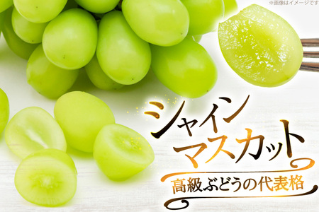【2026年発送】 シャインマスカット 訳あり 2～3房 約1.2kg