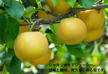 KW01 梨 豊水 約5kg（9～14玉） 松川町産 贈答／2026年9月中旬頃～配送 //長野県 南信州 松川町 和梨 梨 なし ナシ 産地直送 農家直送 農家支援 贈答 豊水 果物 フルーツ 甘い