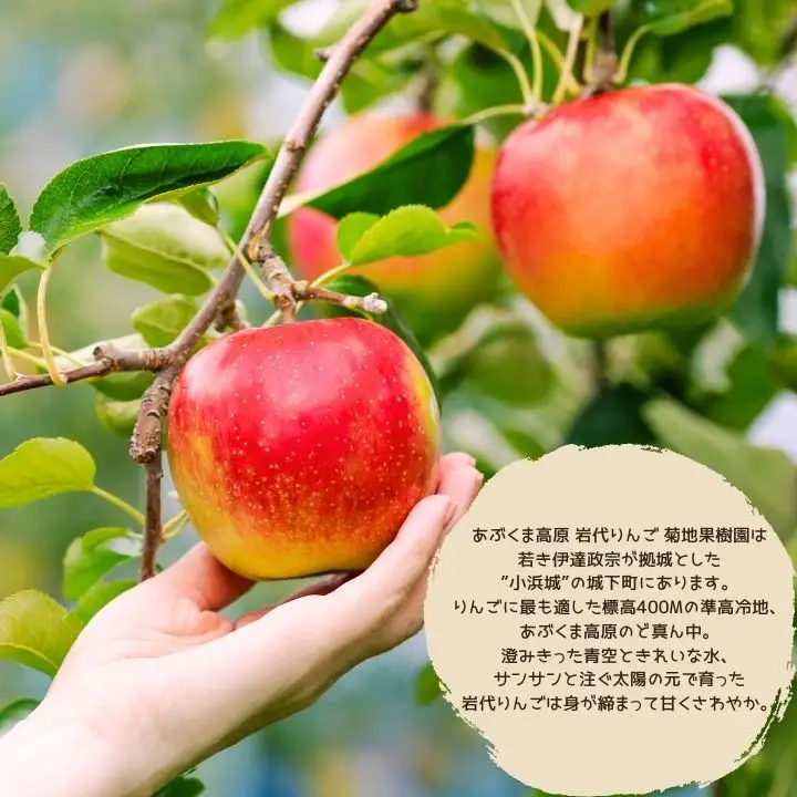 りんご農家手作りのドライフルーツ「やみつきりんご」6袋【菊地合名会社】