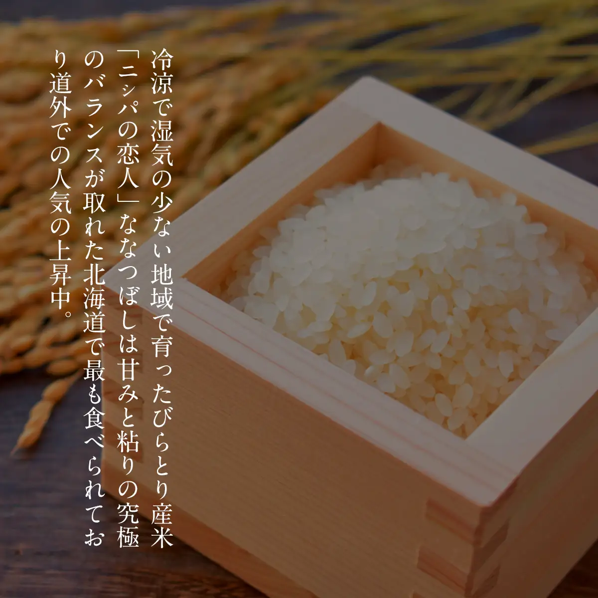 【定期便】北海道で１番人気！「ニシパの恋人」ななつぼし5㎏ 年×6回 BRTH015