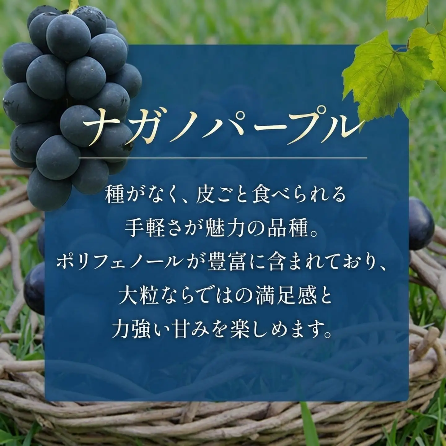 ぶどう ナガノパープル 約2㎏ 種無しぶどう