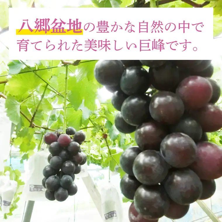 【2026年8月下旬より順次発送】巨峰 約2kg（5～7房）【茨城県共通返礼品/石岡市】(IT-12)