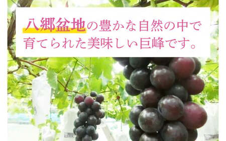 【2026年8月下旬より順次発送】巨峰 約3kg（7～10房）【茨城県共通返礼品/石岡市】(IT-13)