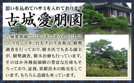 盆栽 千寿丸 1鉢 古城愛朋園 《90日以内に出荷予定(土日祝除く)》 岡山県 浅口市 送料無料 盆栽 ぼんさい 松