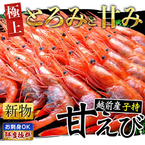越前 子持ち 甘えび 500g× 2パック[001-a022(20)]
