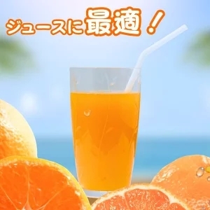 タカじいの セミノール 家庭用 5kg サイズおまかせ M～2L / 訳あり 甘い 和歌山 有田 柑橘 ※2027年4月中旬～5月に順次発送 【krs016-c-5A】