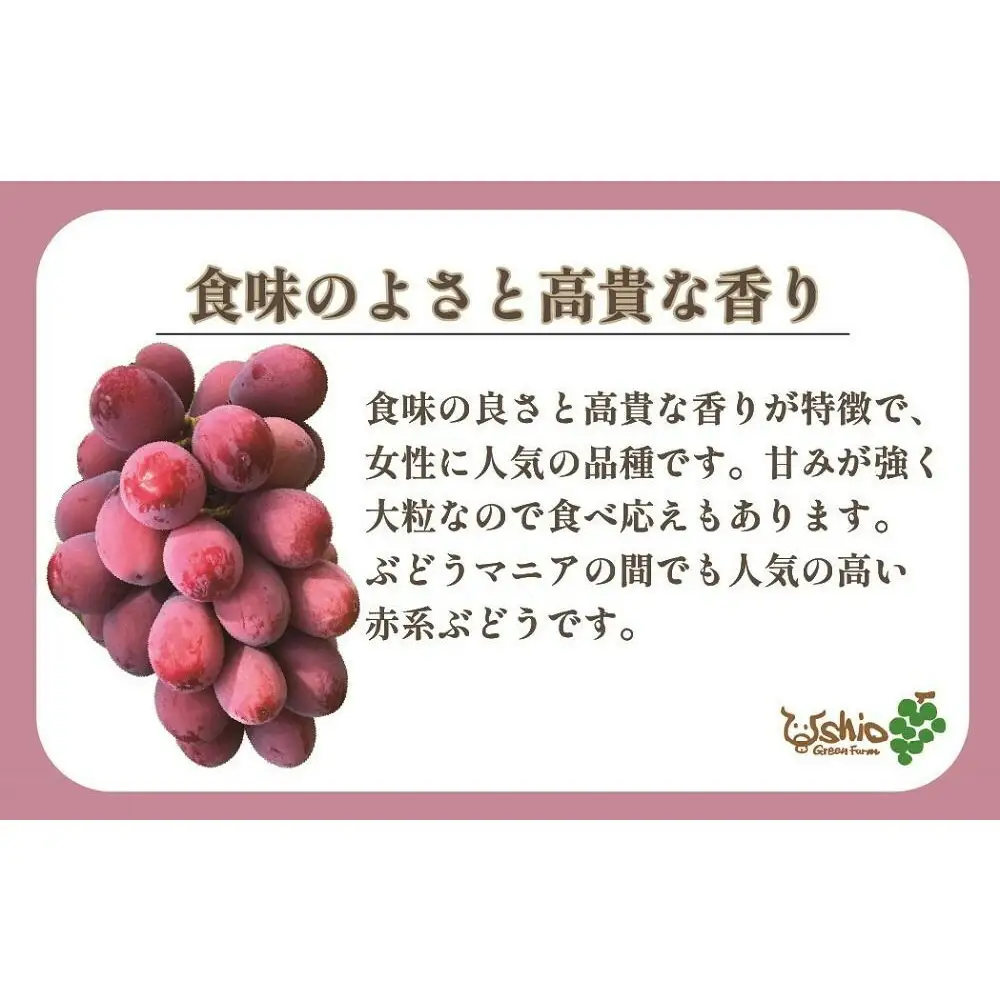 ぶどう 福岡市産クイーンニーナ 550g (1房)【北海道・沖縄・離島発送不可】【2026年7月20日以降順次発送】 | 果物 フルーツ 大粒 ぶどう 葡萄 ブドウ 食べ比べ くだもの 食品 人気 高級 旬 おすすめ 送料無料 期間限定 数量限定 福岡県 福岡市