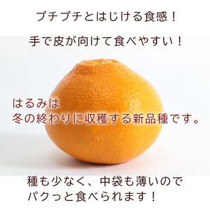 【2027年3月中旬頃から順次発送】 はるみ 小玉 2kg 中島みかん農園｜先行予約 蜜柑 みかん 小粒 わけあり 訳あり 甘い 柑橘 愛媛 糖度 数量 限定 愛媛 松山【NM0091】