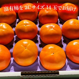 【2026年10月下旬より順次発送】【数量限定】富有柿 2L 14玉【茨城県共通返礼品/石岡市】（IU-10）