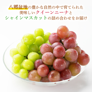【2026年9月より順次発送】クインニーナ ＆ シャインマスカット 詰め合わせ 約2kg【茨城県共通返礼品/石岡市】【葡萄 ぶどう マスカット フルーツ 果物 くだもの 水戸市 茨城県】(IT-18)
