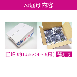 【2026年8月中旬より順次発送】巨峰 約1.5kg（ 種あり ）【茨城県共通返礼品/石岡市】（IU-7）