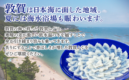 フグ 敦賀ふぐ鍋てっさ セット[041-c007]