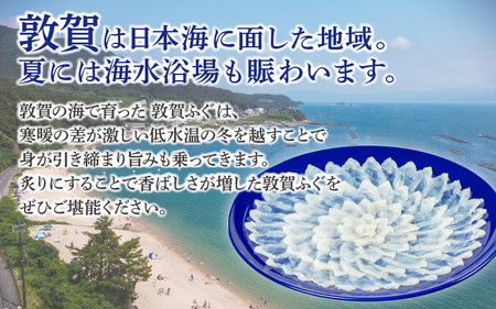 フグ 敦賀ふぐ鍋てっさセット（4～5人用）[041-f004]