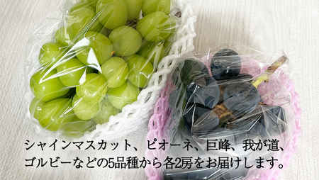 おまかせ！ ぶどう セット 5品種×各2房【2026年9月より発送開始】（茨城県共通返礼品 [ぶどう]：結城市産）