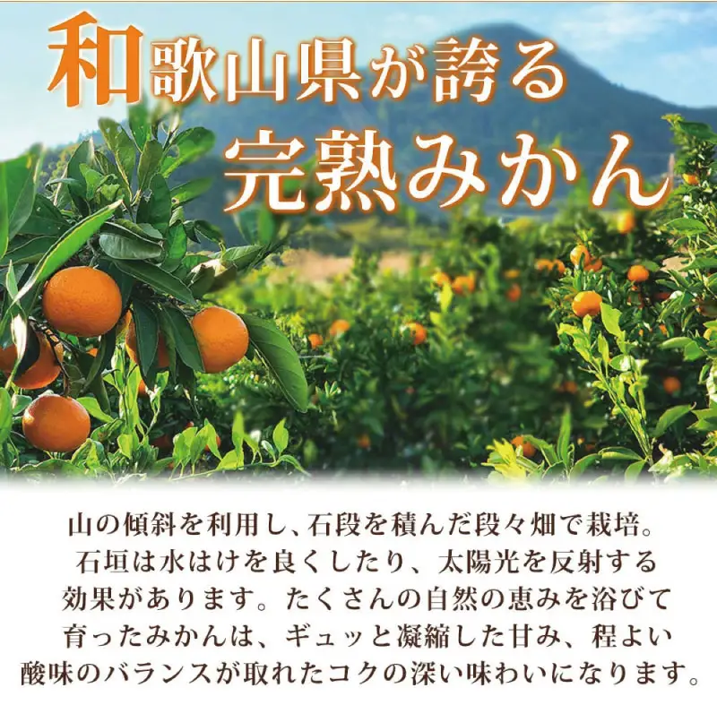【先行予約】紀州有田産 濃厚完熟 温州みかん 5kg ※2026年11月下旬～2027年1月下旬頃に順次発送予定 【uot006】