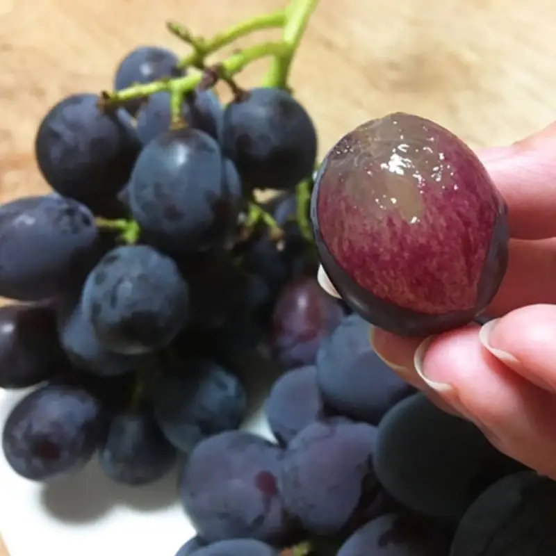 紀州有田産 ブラックオリンピア(ハチミツぶどう) 約2kg ※2026年8月中旬頃〜2026年9月上旬頃に順次発送に順次発送予定 / ぶどう ブドウ 葡萄 フルーツ 果物 くだもの【uot005】