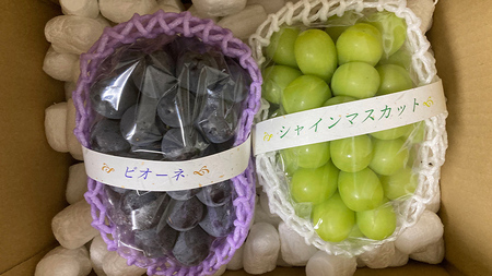 ぶどう 2品種 食べ比べ（各１房ずつ）【2026年8月より発送開始】（茨城県共通返礼品 [ぶどう]：結城市産） 