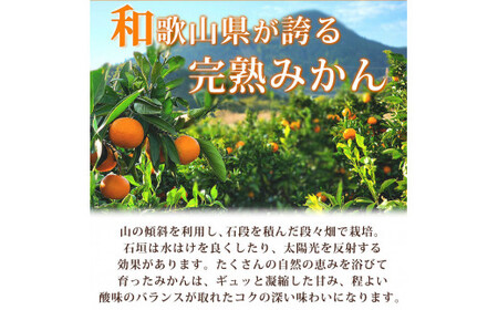 【先行予約】紀州有田産 濃厚完熟 温州みかん 5kg 【家庭用 訳あり】 ※2026年11月下旬～2027年1月下旬頃に順次発送予定/ みかん ミカン 蜜柑 温州みかん 柑橘 フルーツ 果物 くだもの 和歌山【uot003】