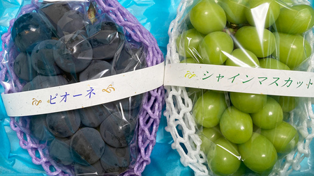 【定期便】ぶどう 品種ランダム2房セット【2026年8月から3か月連続で発送】（茨城県共通返礼品 [ぶどう]：結城市産）