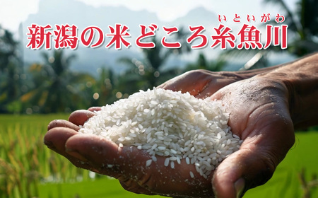 新潟産新之助 5kg《令和7年産》 【しんのすけ 農家直送 糸魚川 令和7年産 2025年産 米どころ新潟 米作りのプロ 地元農家 JA 自信作！ 美味しい 農家自慢 お米 白米 おにぎり お弁当 新潟県の新ブランド米】