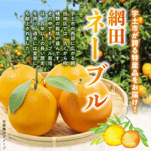 54-12　福島オレンジ農園　【贈答用】減農薬栽培! おいしい樹成甘熟!!ネーブル　約5kg_U54-0012
