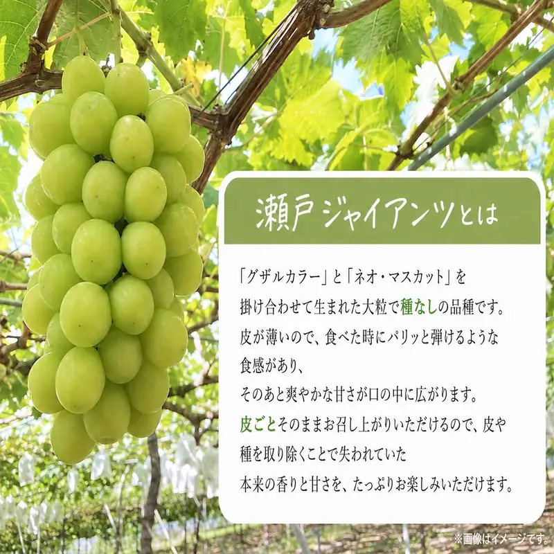 紀州かつらぎ山の瀬戸ジャイアンツ 約2kg ※2027年8月下旬頃〜9月中旬頃に順次発送予定(お届け日指定不可) / ぶどう ジャイアンツ フルーツ 果物 くだもの 【uot793A】