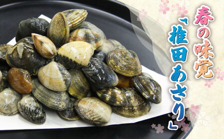 【令和6年4月頃発送予定】特産 椎田 あさり 1.5kgアサリ 活あさり [ABAY002]