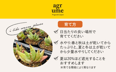 【数量限定】 Aloe ferox　アロエ フェロックス  1株 長与町/アグリューム[EAI119]  観葉植物 多肉植物 苗 植物 アロエ あろえ インテリア