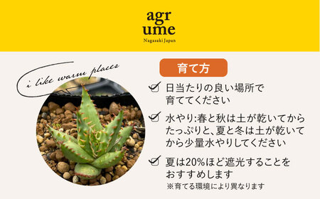 【数量限定】 Aloe broomii　アロエ ブルーミー  1株 長与町/アグリューム[EAI120]  観葉植物 多肉植物 苗 植物 アロエ あろえ インテリア