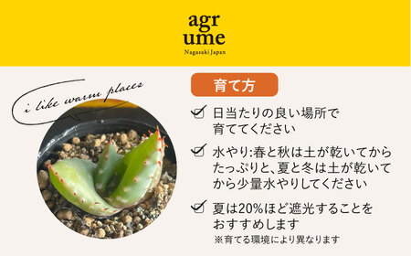 【数量限定】 Aloe aculeata V crousiana　アロエ クロウジアナ   1株 長与町/アグリューム[EAI122]  観葉植物 多肉植物 苗 植物 アロエ あろえ インテリア