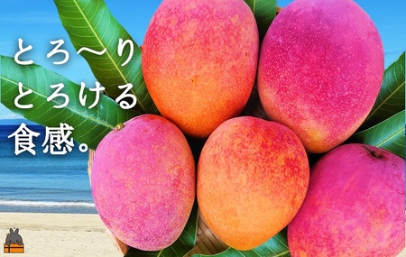 《2026年夏お届け！》てぃだ（太陽）を浴びて育った徳之島産完熟マンゴー（2kg） ( マンゴー フルーツ 果物 完熟 無加温 徳之島 世界自然遺産 美味しい とろける 旬 贅沢 糖度 南の島 )