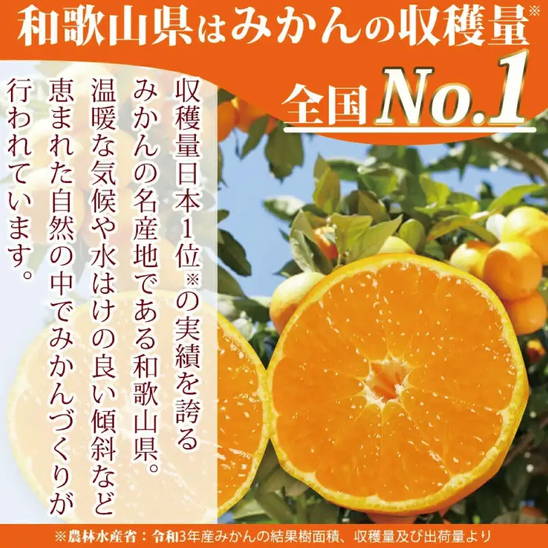 紀州和歌山まるごとみかんゼリー 145g×12個（6個入×2箱） ※2024年10月上旬頃より発送予定【uot791】
