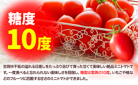 トマト ZEPPIN PRM 2kg　ミニトマト