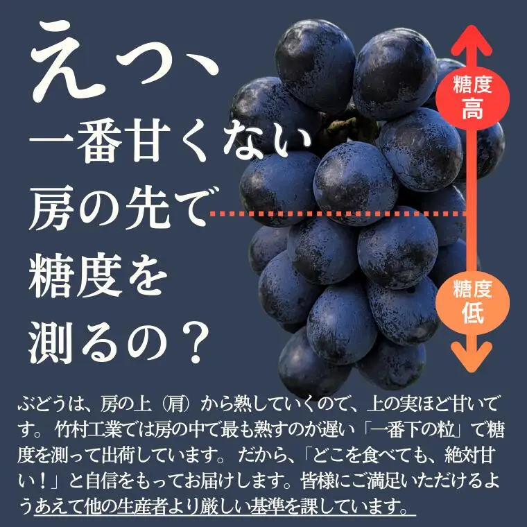 ぶどう クイーンルージュ®  約1kg ／2026年9月下旬～10月頃 配送予定［TK13］//稀少 新品種 長野県 南信州 松川町産 高糖度 葡萄 クインルージュ 甘い 種なし 皮ごと 先行予約