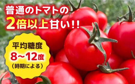 【先行受付】フルティカ 1kg 【2026年11月以降順次発送】糸島市 / かわぞえ農園 トマト 中玉トマト  [AAM005]