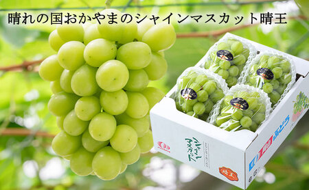 ぶどう 2026年 先行予約 ご家庭用 シャイン マスカット 晴王 3～6房 約1.5㎏ 岡山県産 シャインマスカット
