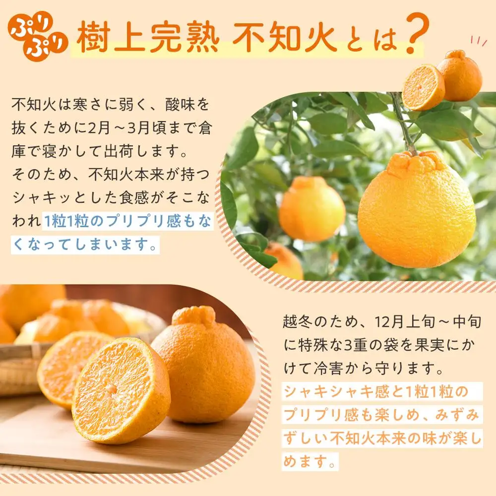 ［限定］不知火 樹上完熟 約2kg （5～6個入）［2027年2月末頃から3月末頃発送］［KG6］
