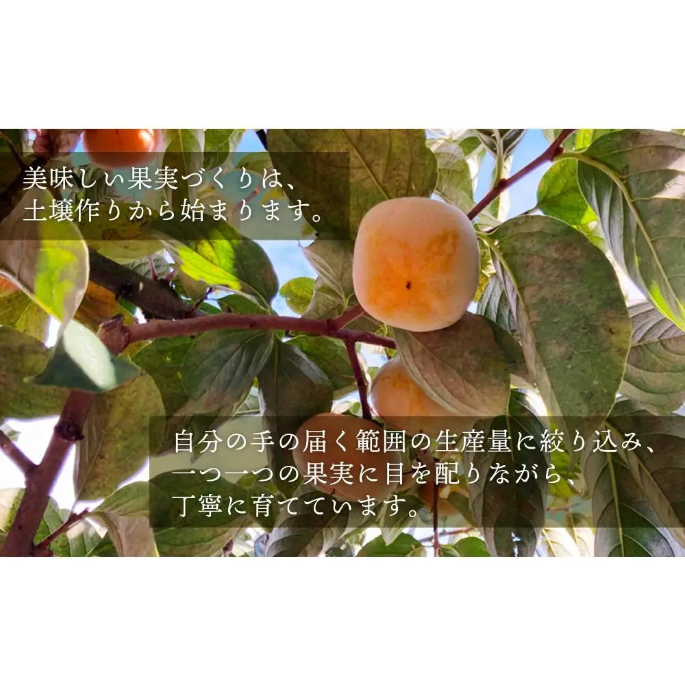柿 種無し 赤秀品 超大玉 1.8kg 5～6個 ［先行予約］［2026年9月末頃から発送］［KG4］