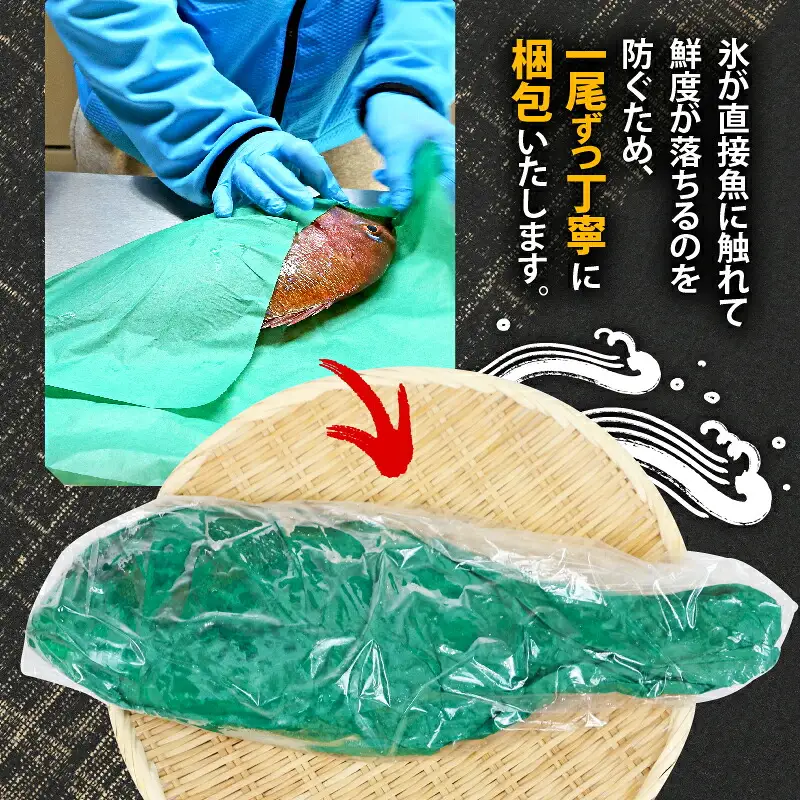 真鯛 1尾 神経締め こもこもShop 真鯛 D013-186001