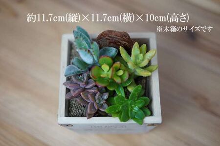 多肉植物 木箱の寄せ植え【S】 ※北海道・沖縄・離島への配送不可 _FC07