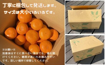 【2027年先行予約】せとか 3kg ご家庭用 みかん 愛媛 先行予約 【2027年2月上旬から順次発送】 数量限定 愛媛県産 人気 柑橘 伊予市｜B244