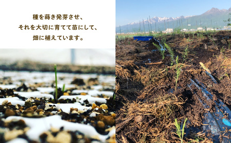 【2027年春発送】半農半画家 イマイ畑 自慢の≪アスパラガス 2kg サイズ混合 約40～50本≫ 露地栽培 北海道 富良野市 (イマイカツミ) 野菜 アスパラ 健康 太い 安心 道産 産地直送