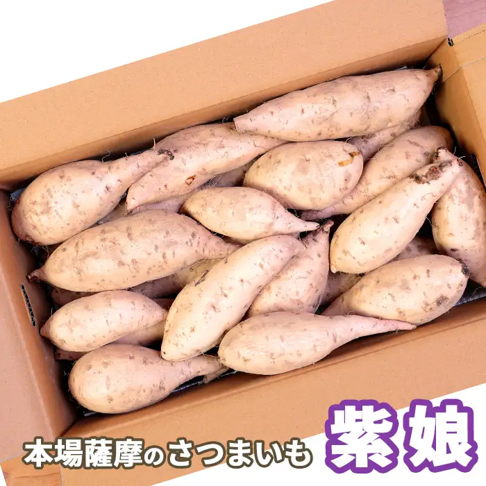 本場鹿児島さつまいも 【紫娘】4kg　2026年10月上旬より発送Z0-12_野菜 さつまいも いも サツマイモ 薩摩芋_【配送不可地域：離島】【1487867】