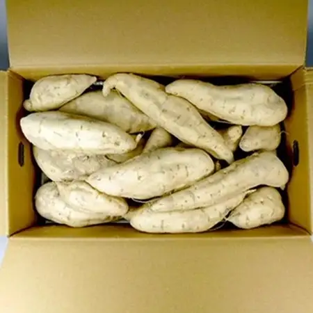 鹿児島さつまいも 【ホワイトスイート】4kg　 2026年10月上旬より発送A3-52_野菜 さつまいも いも サツマイモ 薩摩芋_【配送不可地域：離島】【1487874】