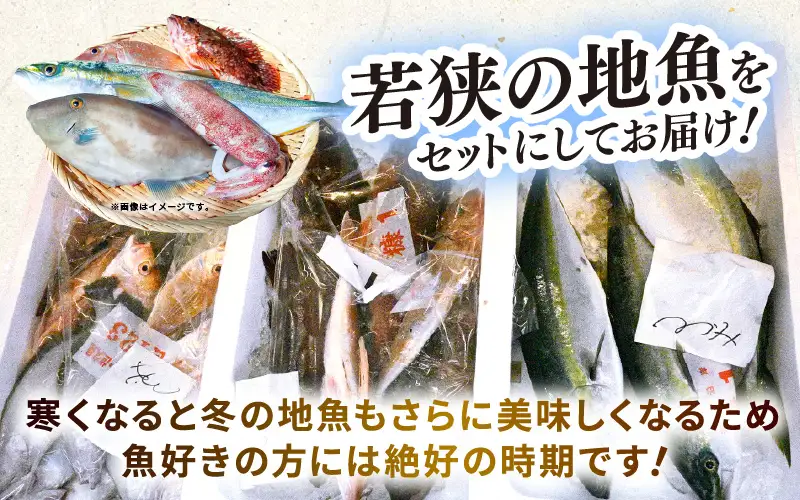 【先行予約】【期間限定】福井 若狭の 鮮魚セット 秋～冬 計約1.2kg【2026年10月下旬以降順次発送】【鮮魚 海鮮】 [m21-b011]