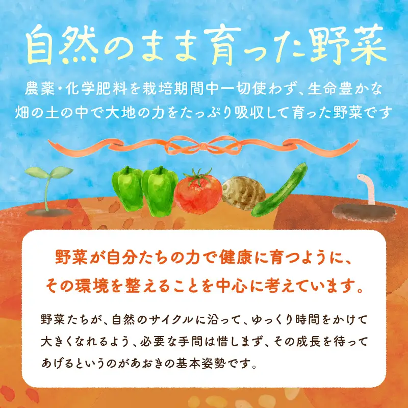 【数量限定】自然栽培野菜セット（陽だまり）